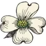 Dogwood Logo Transparent-2 (1)