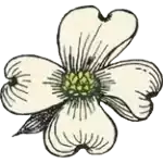 Dogwood Logo Transparent-2 Dogwood Logo Transparent-2
